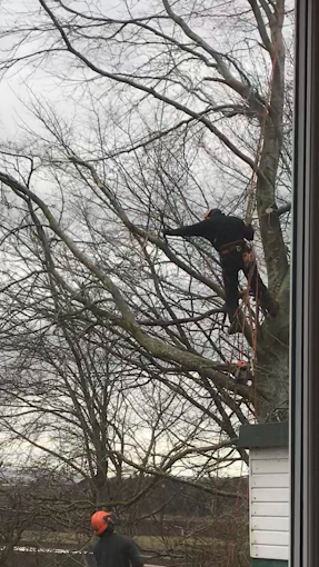 https://treecyclescotland.co.uk/wp-content/uploads/2026/06/unnamed-3.webp