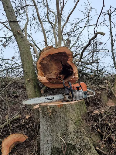 https://treecyclescotland.co.uk/wp-content/uploads/2026/06/unnamed-6.webp